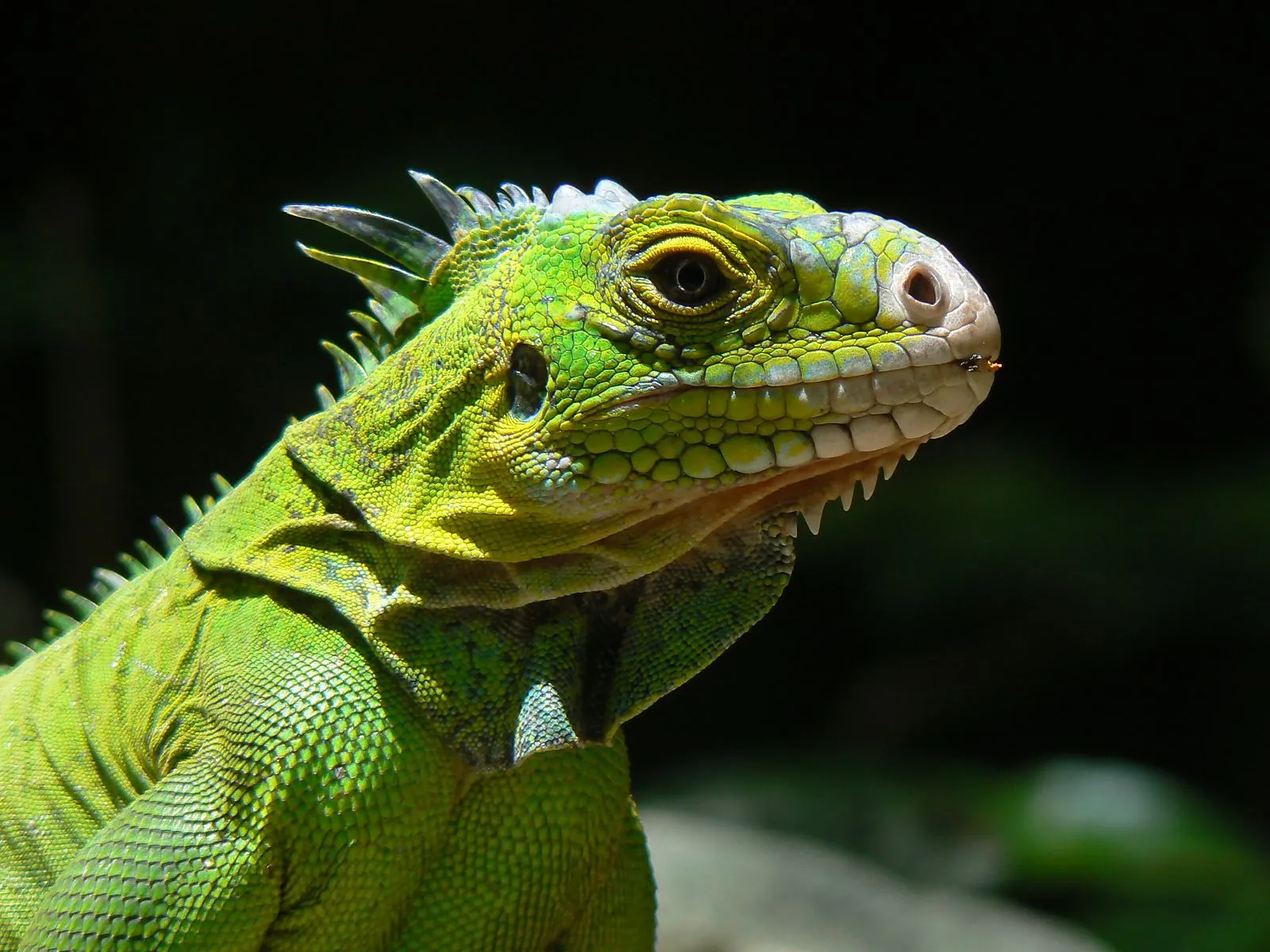 Portrait rapproché d'un iguane des Petites Antilles sur l'îlet Chancel, Martinique