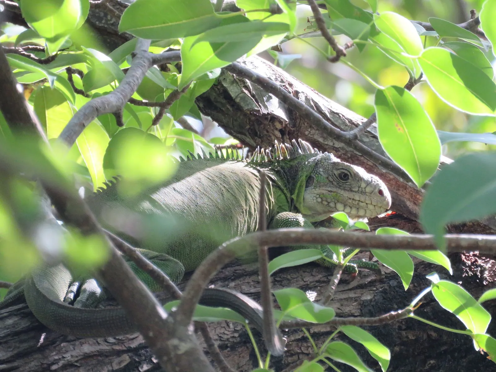 Iguane des Petites Antilles couché sur une branche au milieu du feuillage, îlet Chancel, Martinique