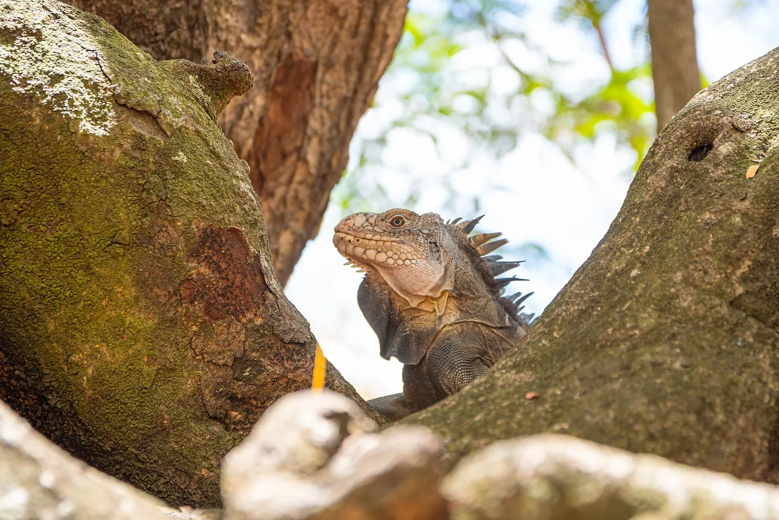 Iguane des Petites Antilles installé dans la fourche d'un arbre, îlet Chancel, Martinique